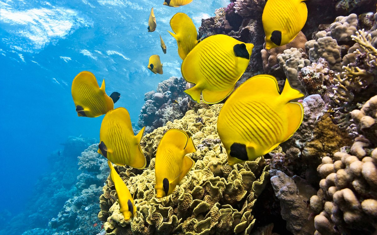 Yellow reef fish swimming beside living coral