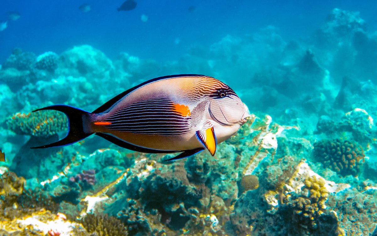 Striped reef fish swimming beside coral