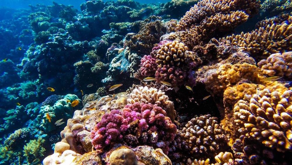 Coral formations beneath clear blue water