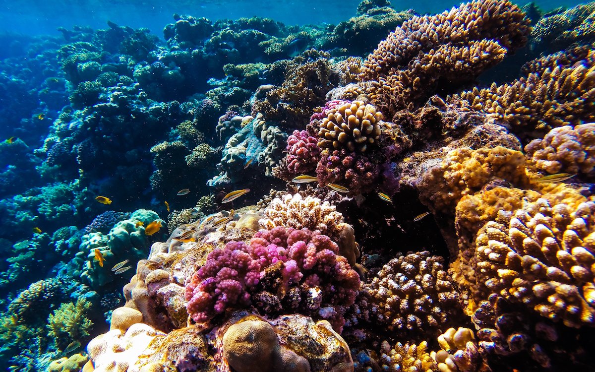 Red Sea underwater view when comparing Panorama combination excursion prices