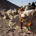 Gallery Thumbnail 10