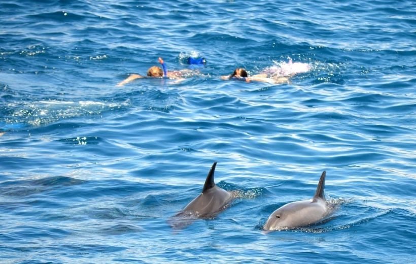 Dolphin House Snorkeling Trip from Hurghada