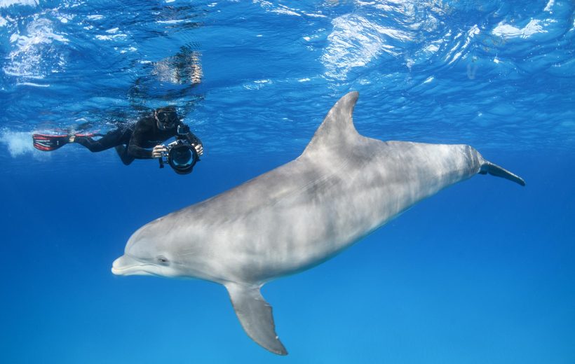 Speed Boat Private 3 hours Snorkeling With Dolphins Trip, water sports -Hurghada