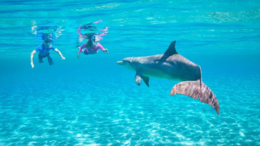 Private Speed Boat Hurghada Dolphin Snorkeling Tour