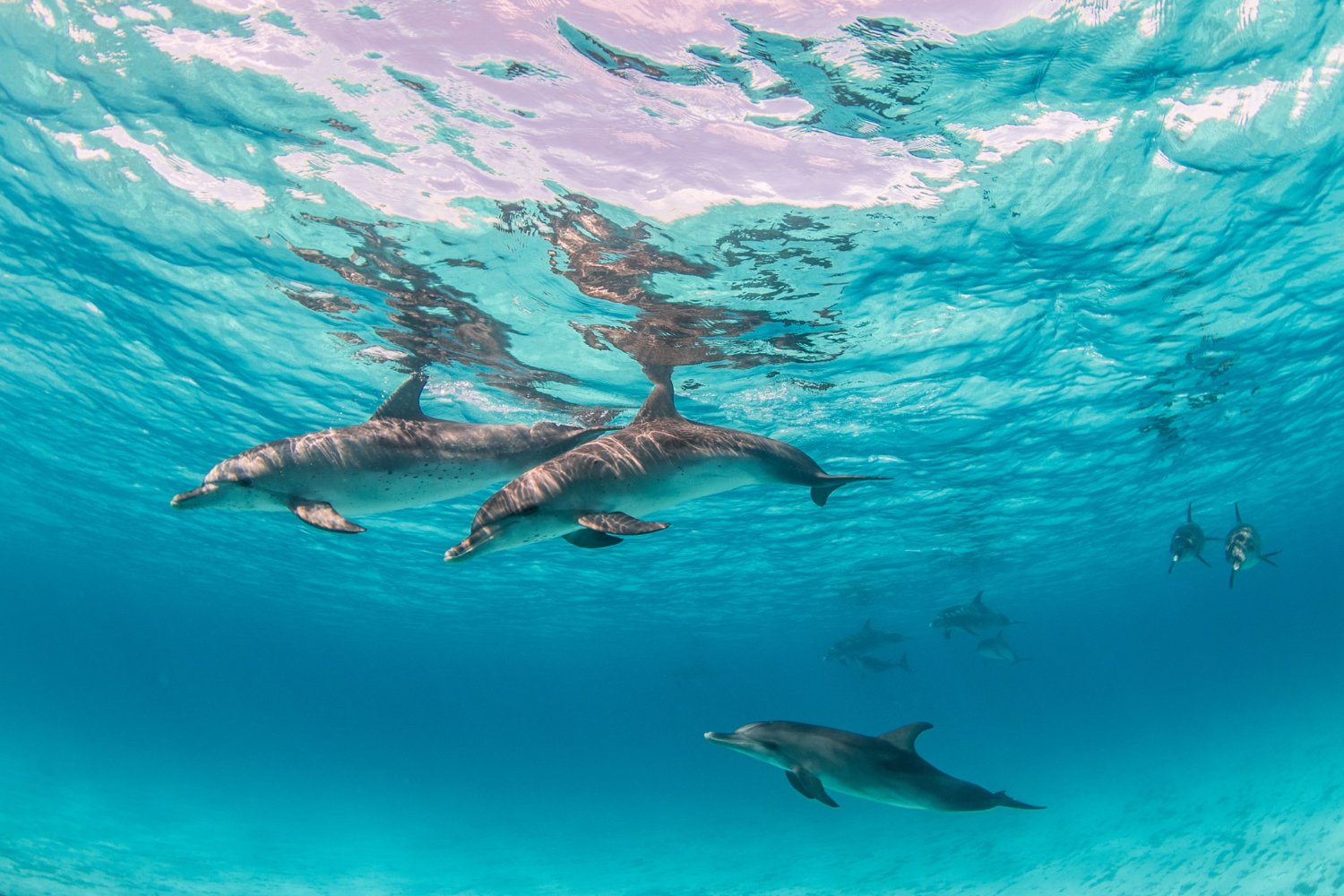 Dauphins nageant sous la surface d’une eau claire