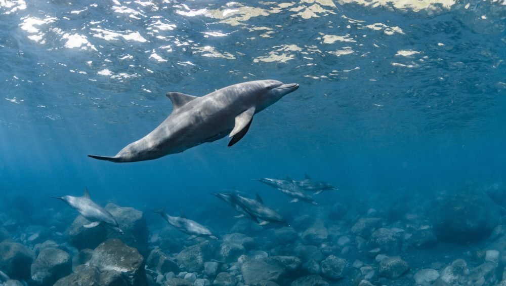 Dolphin House Snorkeling Trip Hurghada – wild dolphins in the Red Sea
