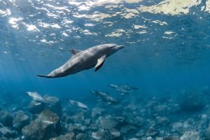 Dolphin House Snorkeling Trip Hurghada – 7 Hour Ultimate Red Sea Adventure