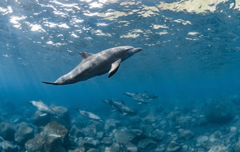 Dolphin House Snorkeling Trip Hurghada – 7 Hour Ultimate Red Sea Adventure