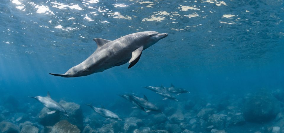 Dolphin House Snorkeling Trip Hurghada – wild dolphins in the Red Sea