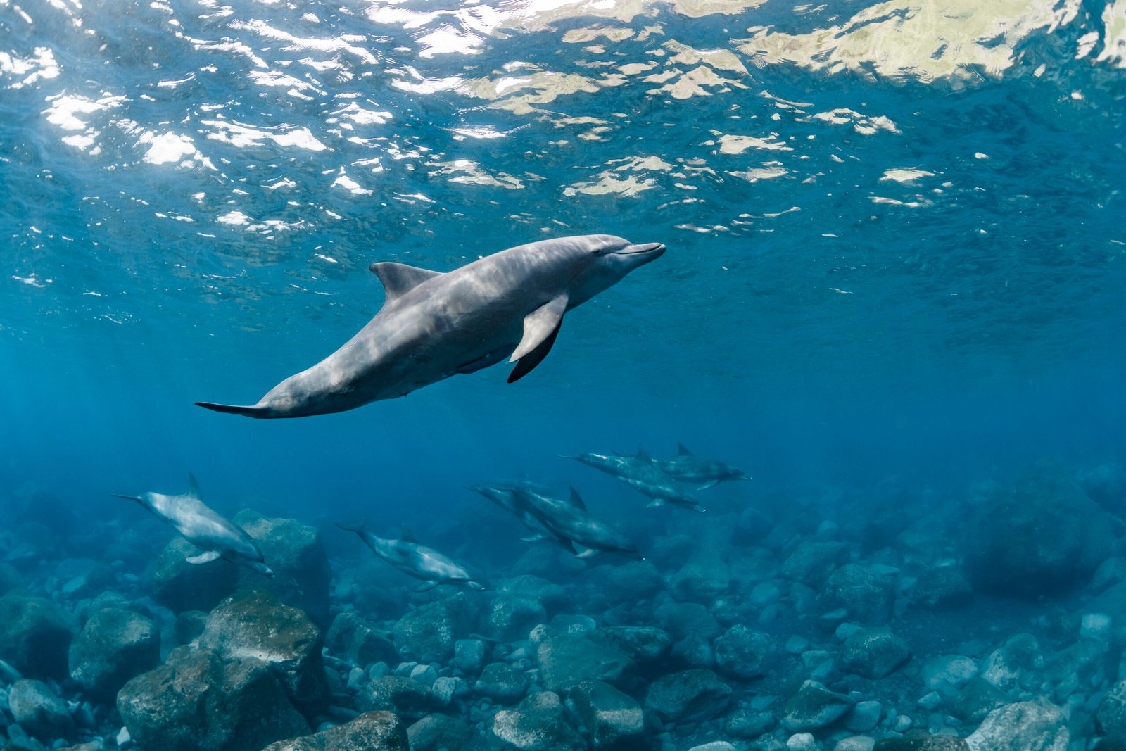 Dolphins swimming below the surface in a Dolphin Hurghada tours wildlife guide