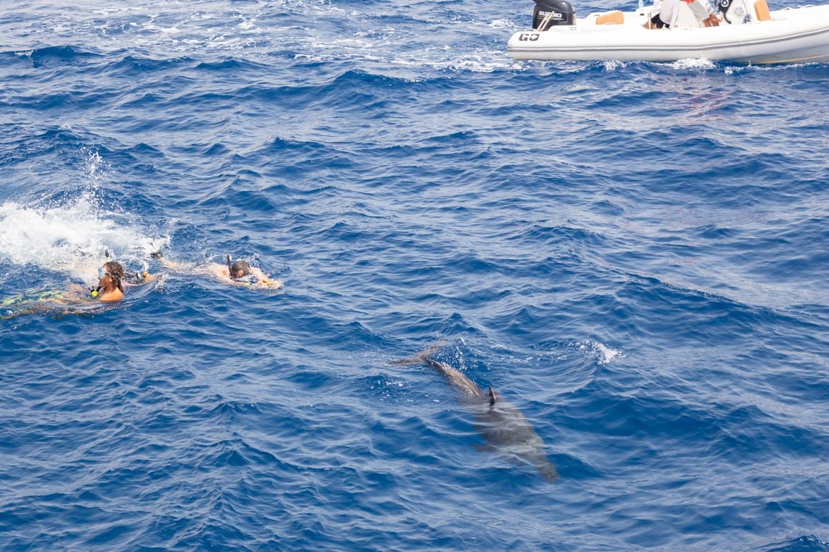 Nageurs et dauphins observés en mer près d’un bateau