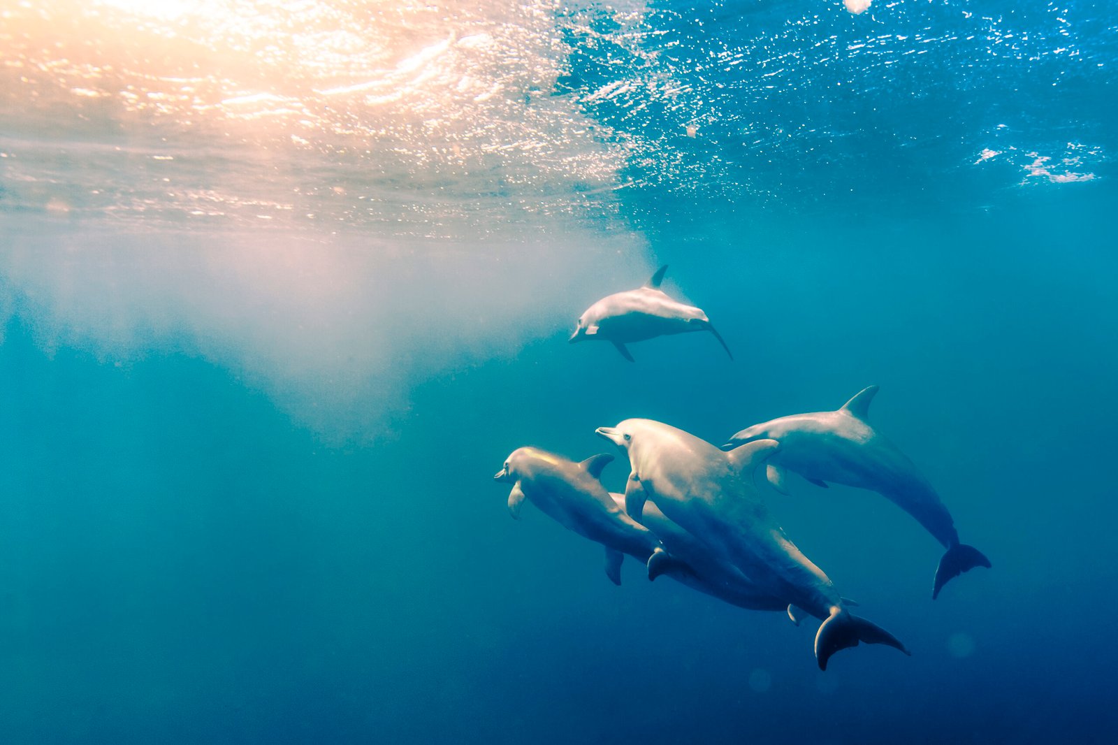 Dolphins swimming below the surface in blue water