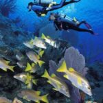 Gallery Thumbnail 13