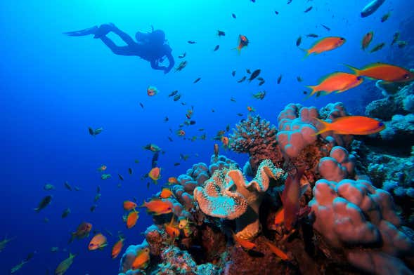 https://www.civitatis.com/f/egipto/hurghada/bautismo-buceo-mar-rojo-589x392.jpg