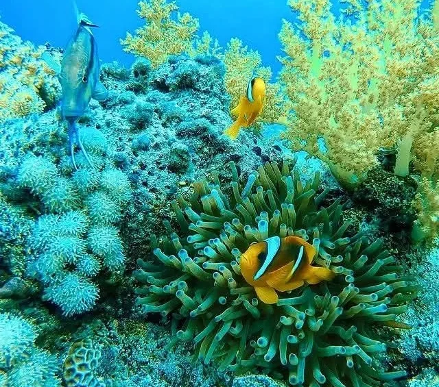 Colourful fish and coral on an underwater reef