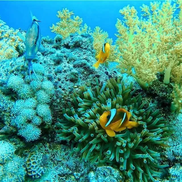 Colourful Red Sea coral and reef fish seen while snorkeling or diving in Hurghada