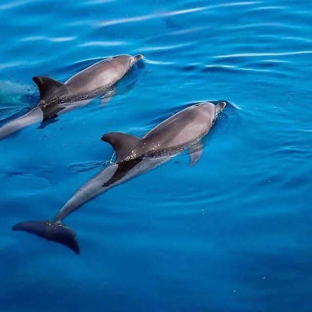 Dolphins and warm Red Sea water during Hurghada Weather in November