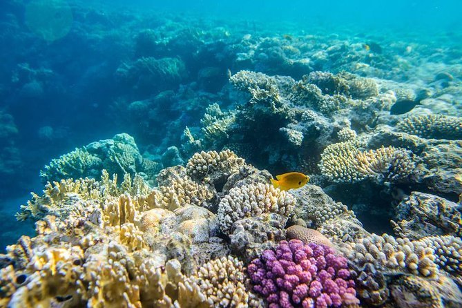Geschütztes Korallenriff beim Schnorcheln in Hurghada 2026