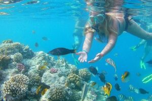 snorkeling orange bay hurghada red sea fish