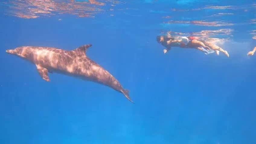 Delfin unter der Wasseroberfläche in klarem blauem Meer