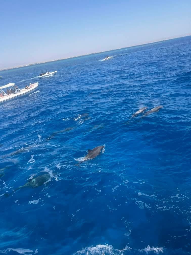 Dauphins aperçus à la surface depuis un bateau