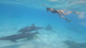 Hurghada snorkeling tours in the Red Sea with coral reefs and fish