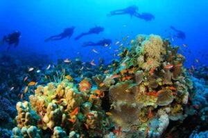 Snorkeling in Hurghada Red Sea coral reefs