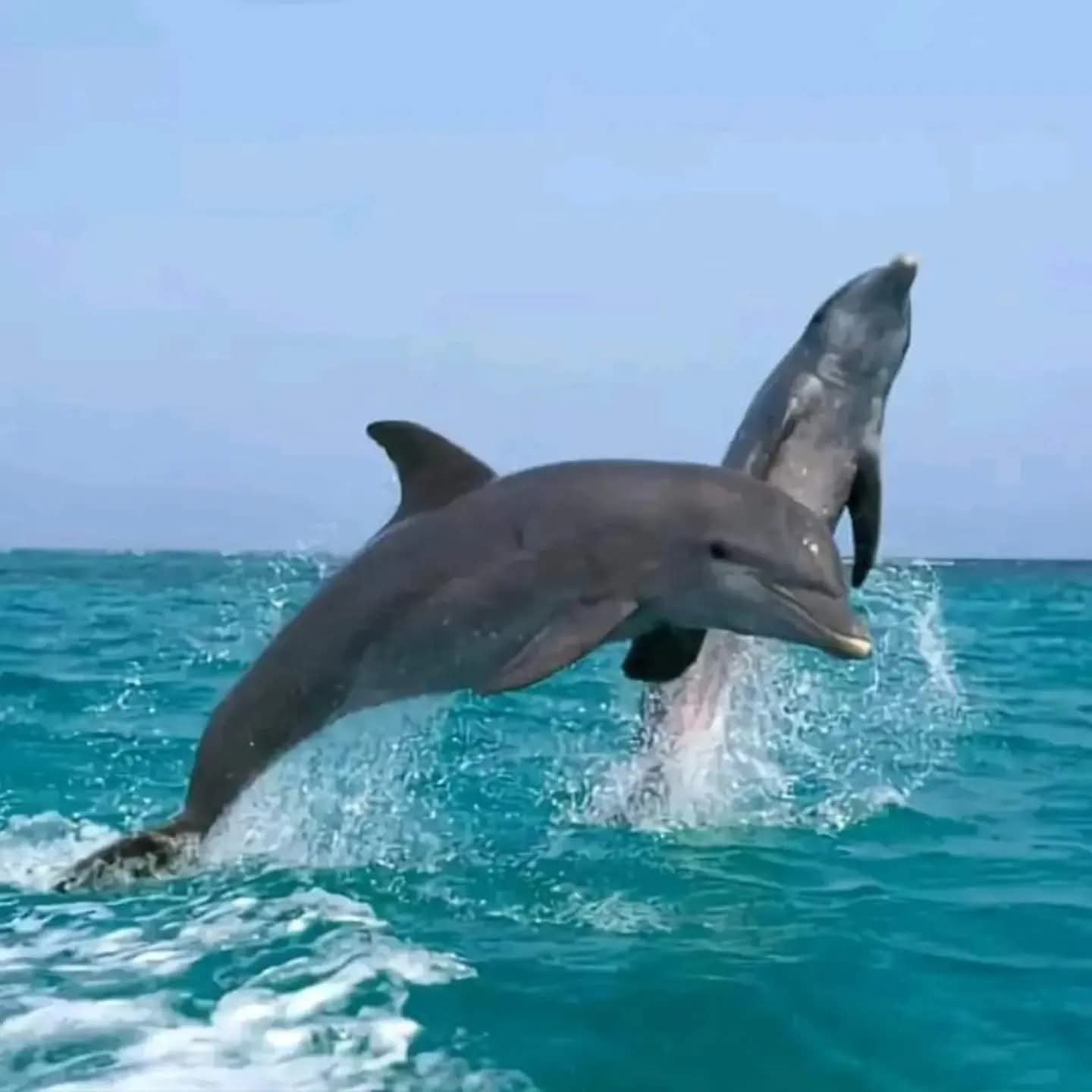 Dolphin House snorkeling group in Hurghada Red Sea water