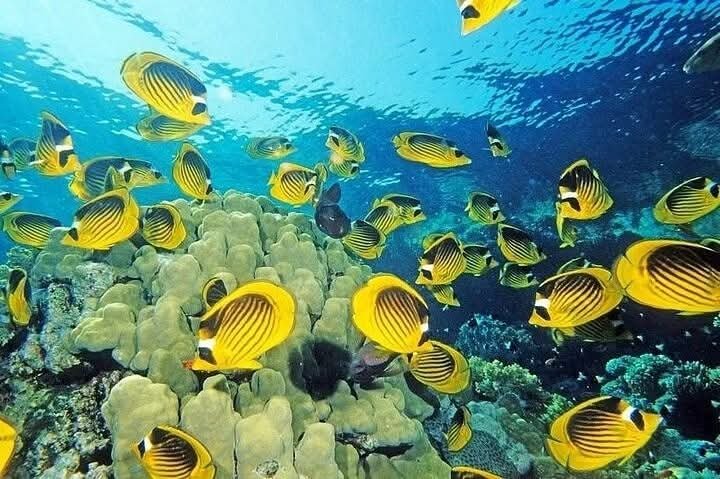 Gelbe Fische an einem Korallenriff im Roten Meer