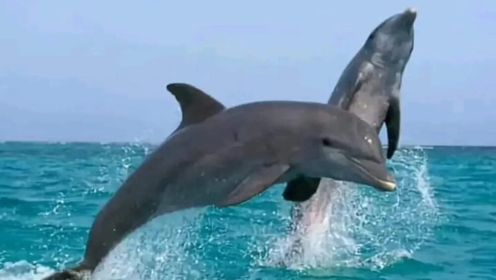 Dolphin House Hurghada dolphins swimming in Red Sea 2026
