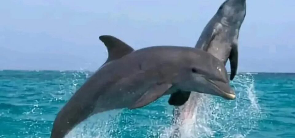 Dolphin House Hurghada dolphins swimming in Red Sea 2026