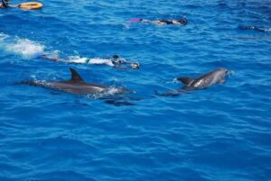 Snorkeling in Hurghada Dolphin House