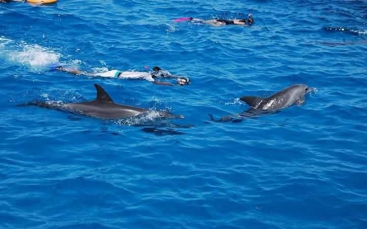 Snorkeling in Hurghada Dolphin House