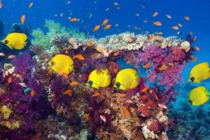 Snorkeling in Hurghada coral reef fish