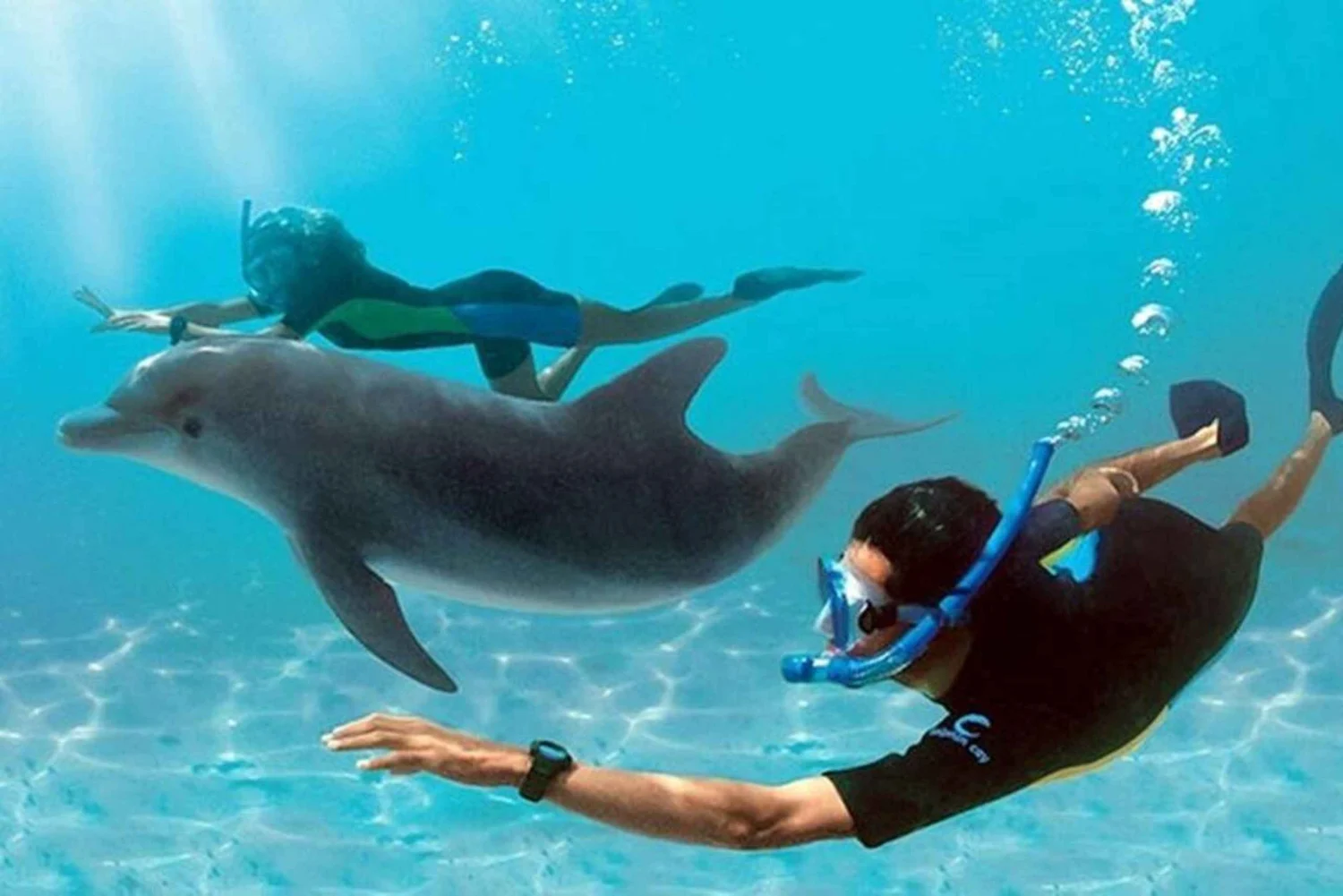 Dolphin House Snorkeling