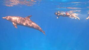 Swimming with dolphins in Hurghada Red Sea