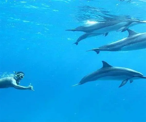 Dolphin House snorkeling during Hurghada Weather in September