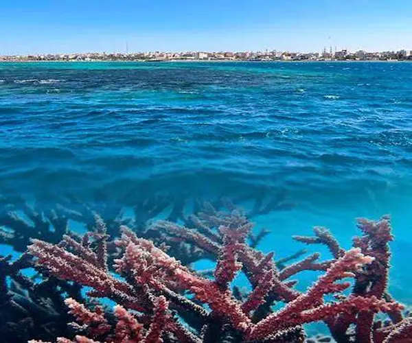 Dolphin House snorkeling during Hurghada Weather in July