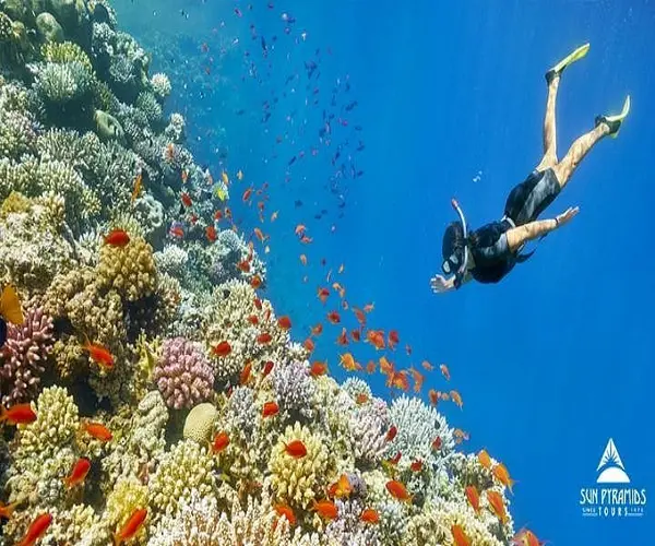 paradise island snorkeling trip