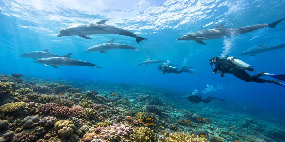 dolphin house hurghada diving