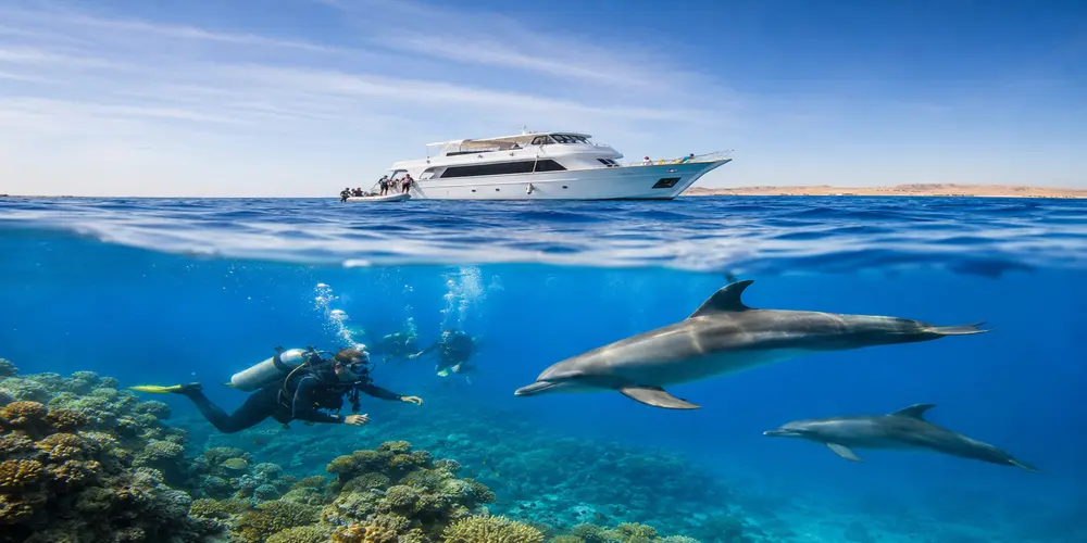 dolphin house hurghada diving