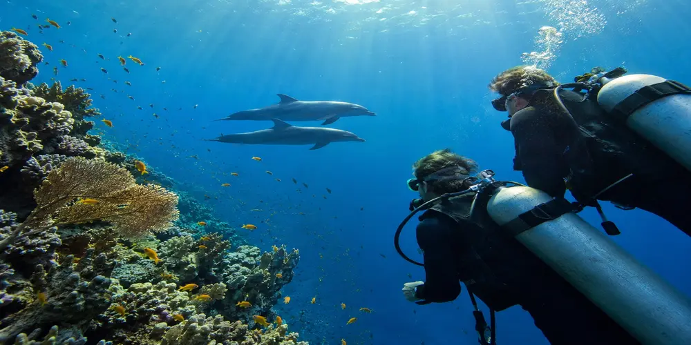 dolphin house hurghada diving