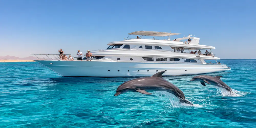 dolphin hurghada tours