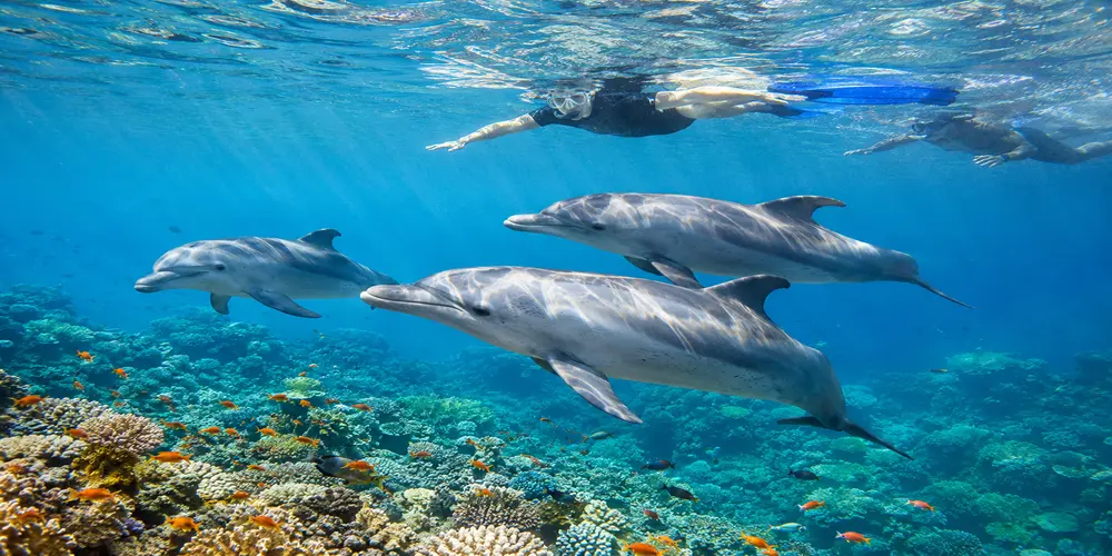 dolphin hurghada tours