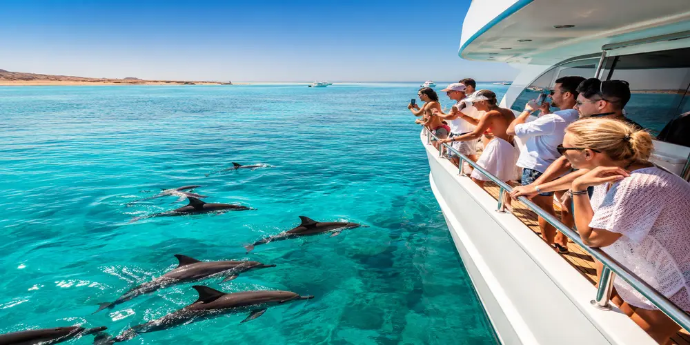 dolphin hurghada tours