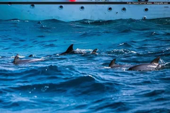 Dolphins swimming at the surface near a boat
