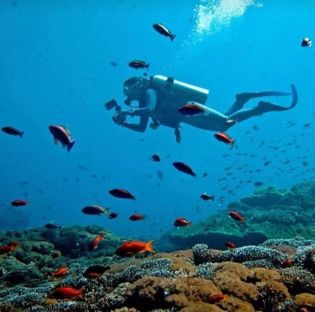 Scuba diver exploring a coral reef surrounded by fish