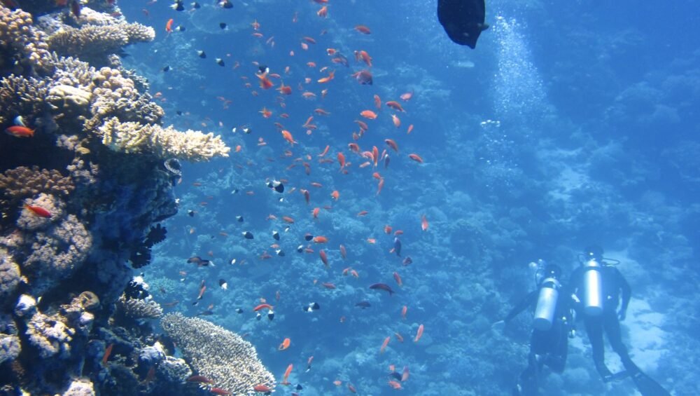 Scuba divers exploring a colorful coral reef in the Red Sea