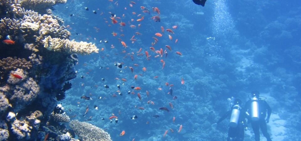 Scuba divers exploring a colorful coral reef in the Red Sea