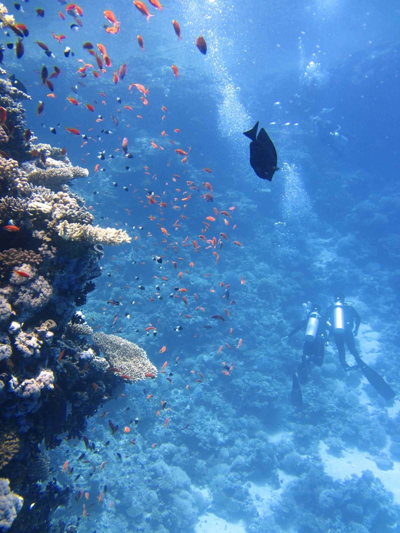 Red Sea diving and snorkeling during Hurghada Weather in January
